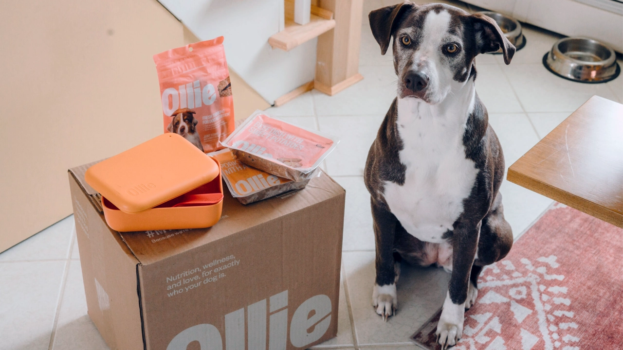Ollie dog food cost